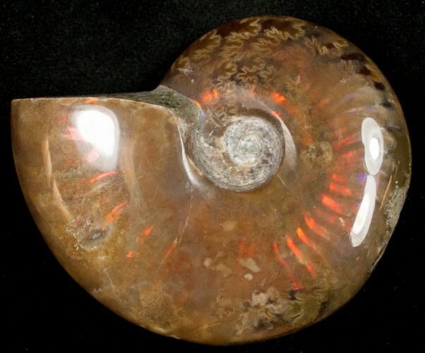 Flashy Red Iridescent Ammonite - Wide #10341